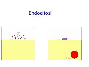 What is endosoma