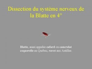 Dissection de la blatte