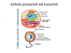 Cellule procarioti ed eucarioti Cellule procarioti ed eucarioti