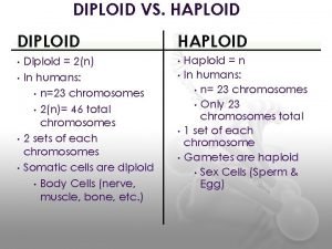 DIPLOID VS HAPLOID DIPLOID Diploid 2n In humans