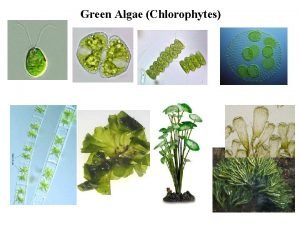 Reproduction of algae