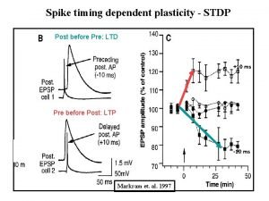 Spike timing dependent plasticity