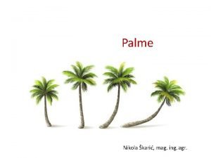 Palmovke