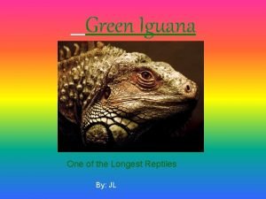 Green Iguana One of the Longest Reptiles By