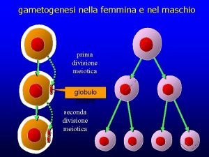 gametogenesi nella femmina e nel maschio prima divisione