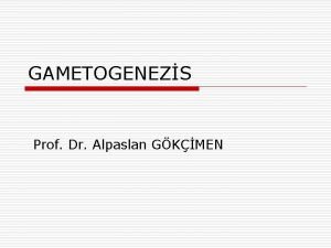 GAMETOGENEZS Prof Dr Alpaslan GKMEN Fertilizasyon o Erkek