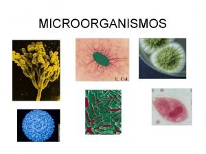 Microorganismos bacterias