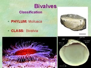 Bivalves Classification PHYLUM Mollusca CLASS Bivalvia Bivalve Morphology