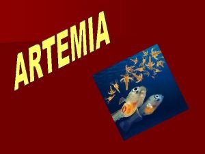 Artemia nauplii size