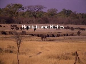 Habitats and niches
