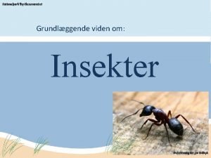 Grundlggende viden om Insekter Introduktion diskuter p klassen