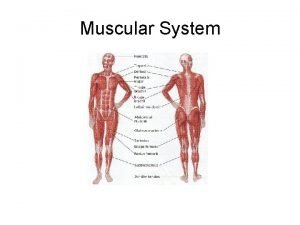 Muscular system diagram