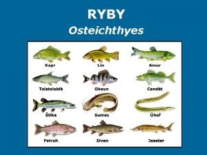 Ryby (osteichthyes)