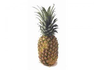 The Pineapple Natures Porcupine The Pineapple Natures Porcupine