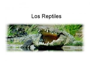 Los Reptiles Los reptiles son animales vertebrados Se