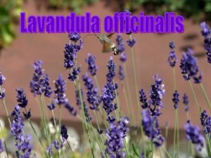 Lavandula officinalis