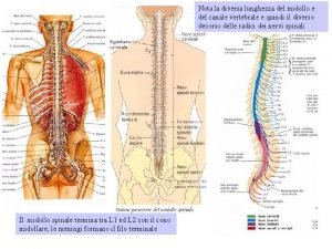 Fascio reticolo spinale laterale