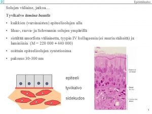 Primaarivirtsa