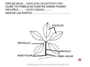 Hojas palmaticompuestas