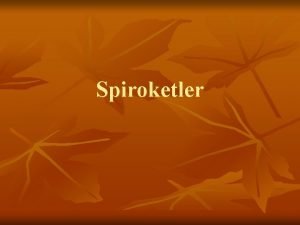 Spiroketler n n n Gramnegatif hareketli tipik olarak