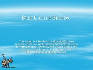 Charbray cattle facts