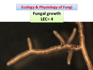 Ecology Physiology of Fungi Fungal growth LEC 4