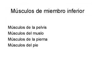 Musculo semitendinoso Musculo semitendinoso