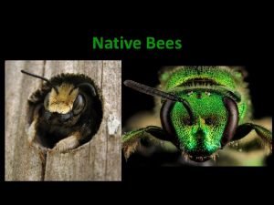 Native Bees An Essential Service Pollination Did you