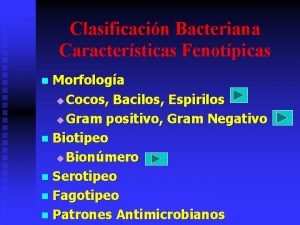 Clasificacin Bacteriana Caractersticas Fenotpicas Morfologa u Cocos Bacilos