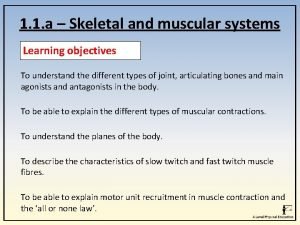 Division of the body in physical education