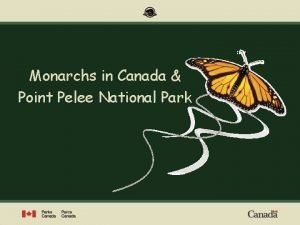 Point pelee monarch migration