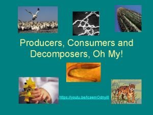 Producers Consumers and Decomposers Oh My https youtu