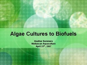 Algae Cultures to Biofuels Heather Sommers Molluscan Aquaculture