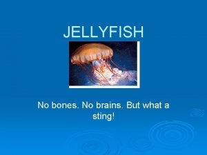 What do jellyfish eat
