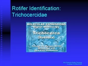 Rotifer Identification Trichocercidae Hue University Rotifer Taxonomy workshop