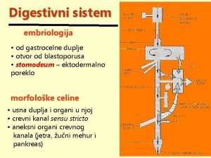 Egzokrini sistem