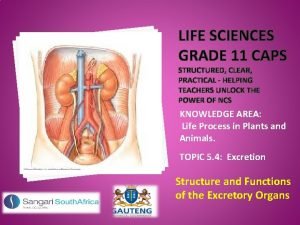 Grade 11 excretion