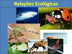 Relações ecológicas canibalismo