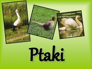 Ptaki Ptaki Aves gromada staocieplnych krgowcw ktrych przednie