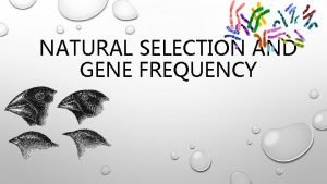 NATURAL SELECTION AND GENE FREQUENCY WHAT IS THAT