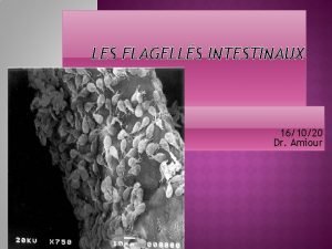 Les flagellés intestinaux