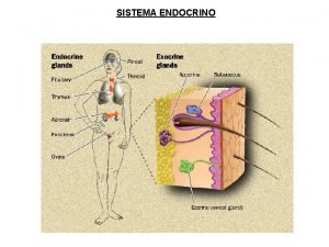 Hormonas hidrofobicas