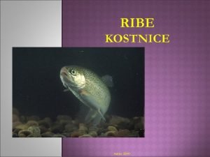 marec 2010 Kosti Luske ploate brez sklenine krge