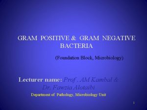 GRAM POSITIVE GRAM NEGATIVE BACTERIA Foundation Block Microbiology