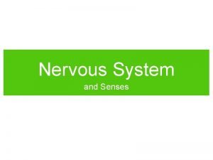 Nervous System and Senses Neural Activity The Neuron