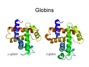 Globins Globin diversity Hemoglobins etc Myoglobins muscle Neuroglobins