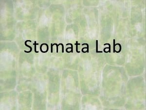 Stomata Lab Click video to play Begin your