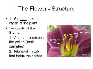 The Flower Structure 1 Stamen male organ of