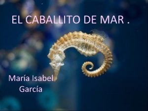 EL CABALLITO DE MAR Mara Isabel Garca Hippocampus