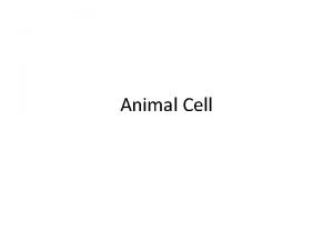 Animal Cell Interphase G 1 Interphase G 1